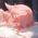 Аватар Pixelcatr