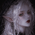 Аватар Marceline Dest