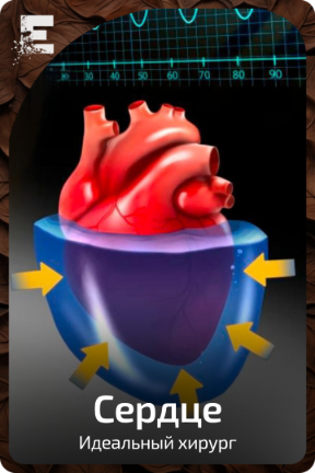 Сердце