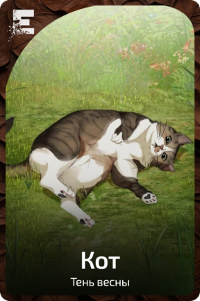 Кот