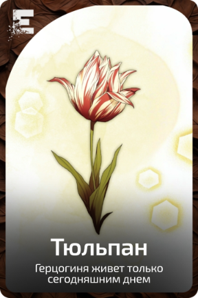 Тюльпан
