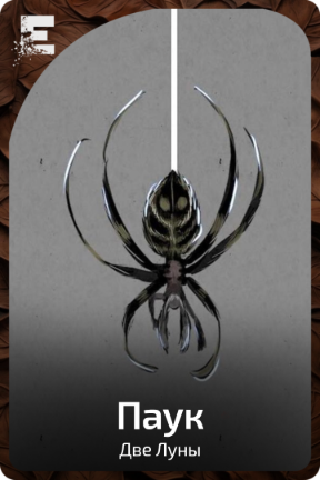 Паук