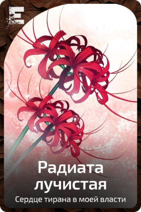Радиата лучистая
